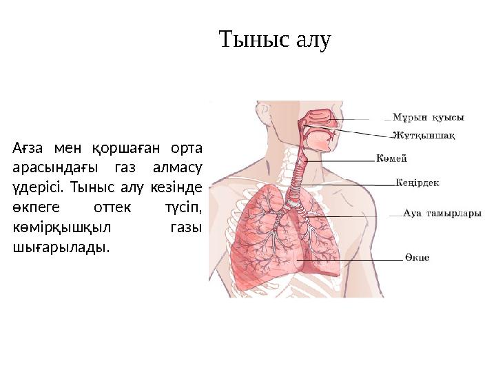 Ағза мен қоршаған орта арасындағы газ алмасу үдерісі. Тыныс алу кезінде өкпеге оттек түсіп, көмірқышқыл газы шығарылады. Ты