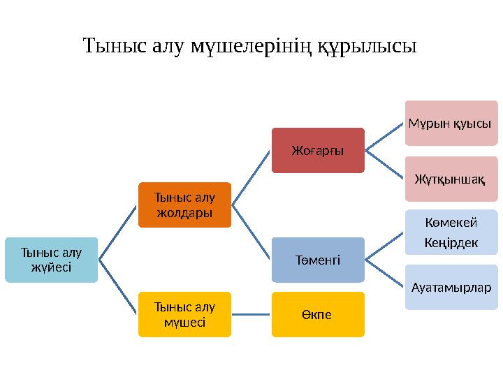 Тыныс алу мүшелерінің құрылысы Тыныс алу жүйесі Тыныс алу жолдары Жоғарғы Мұрын қуысы Жұтқыншақ Төменгі Көмекей Кеңірдек Ауа