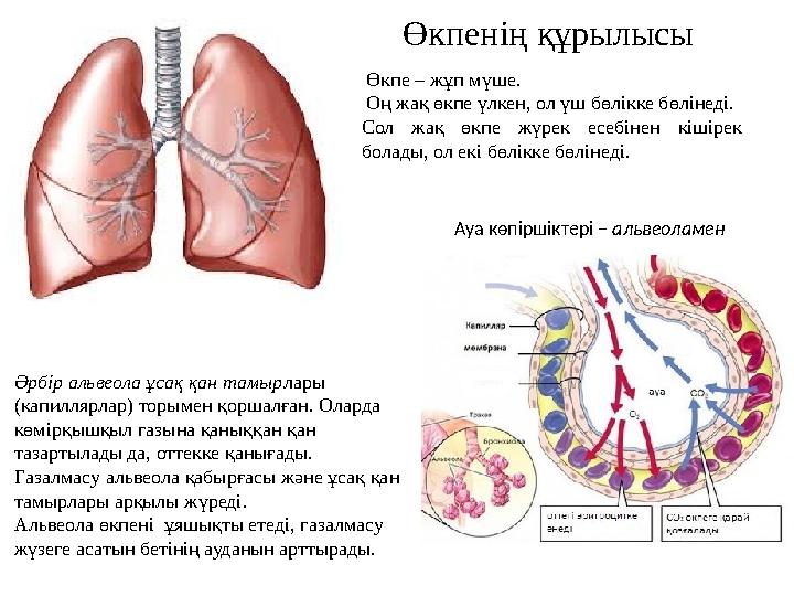Өкпенің құрылысы Өкпе – жұп мүше. Оң жақ өкпе үлкен, ол үш бөлікке бөлінеді. Сол жақ өкпе жүрек есебінен кішірек болады, ол
