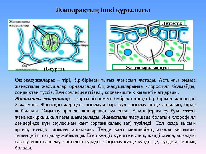 Жапырақтың ішкі құрылысы Өң жасушалары – тірі, бір-бірімен тығыз жанасып жатады. Астыңғы өңінде жанаспалы жасушалар орналасады