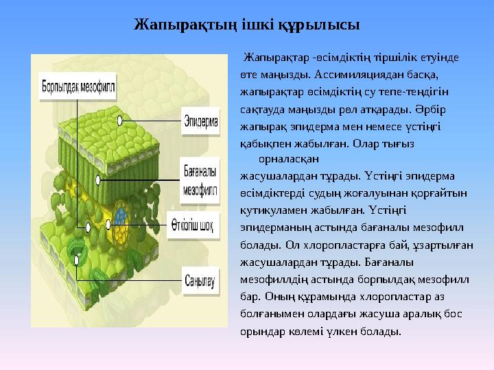 Жапырақтың ішкі құрылысы Жапырақтар -өсімдіктің тіршілік етуінде өте маңызды. Ассимиляциядан басқа, жапырақтар өсімдіктің су те