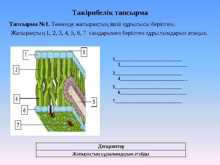 Тәжірибелік тапсырма Тапсырма №1. Төменде жапырақтың ішкі құрылысы берілген. Жапырақтың 1, 2, 3, 4, 5, 6, 7 сандарымен берілг
