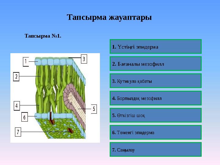 Тапсырма жауаптары Тапсырма №1. 2. Бағаналы мезофилл 1. Үстіңгі эпидерма 3. Кутикула қабаты 4. Борпылдақ мезофилл 5. Өткізгіш шо