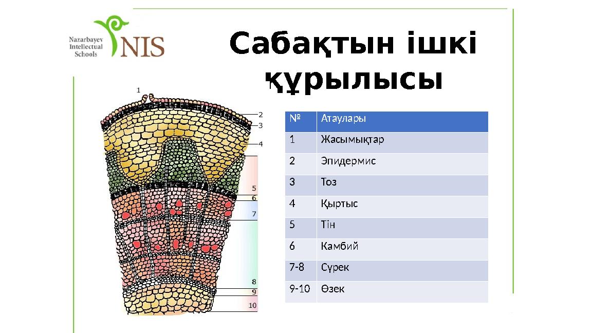Сабақтын ішкі құрылысы № Атаулары 1 Жасымықтар 2 Эпидермис 3 Тоз 4 Қыртыс 5 Тін 6 Камбий 7-8Сүрек 9-10Өзек