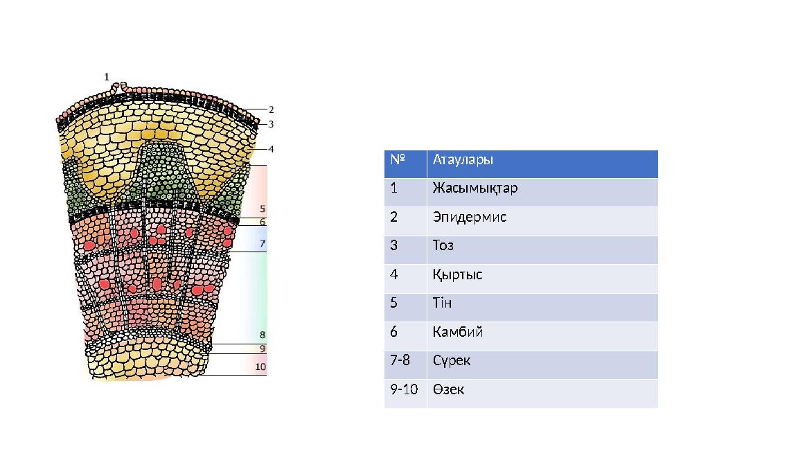 № Атаулары 1 Жасымықтар 2 Эпидермис 3 Тоз 4 Қыртыс 5 Тін 6 Камбий 7-8Сүрек 9-10Өзек