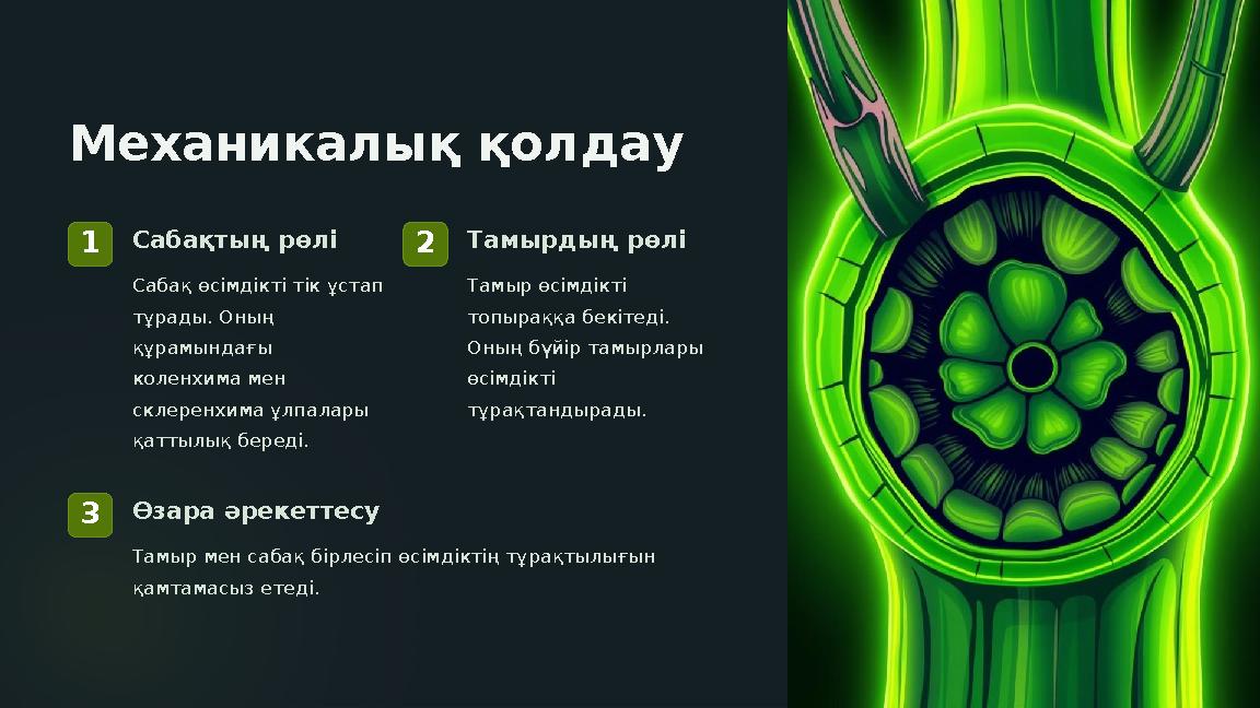 Механикалық қолдау 1Сабақтың рөлі Сабақ өсімдікті тік ұстап тұрады. Оның құрамындағы коленхима мен склеренхима ұлпалары қа