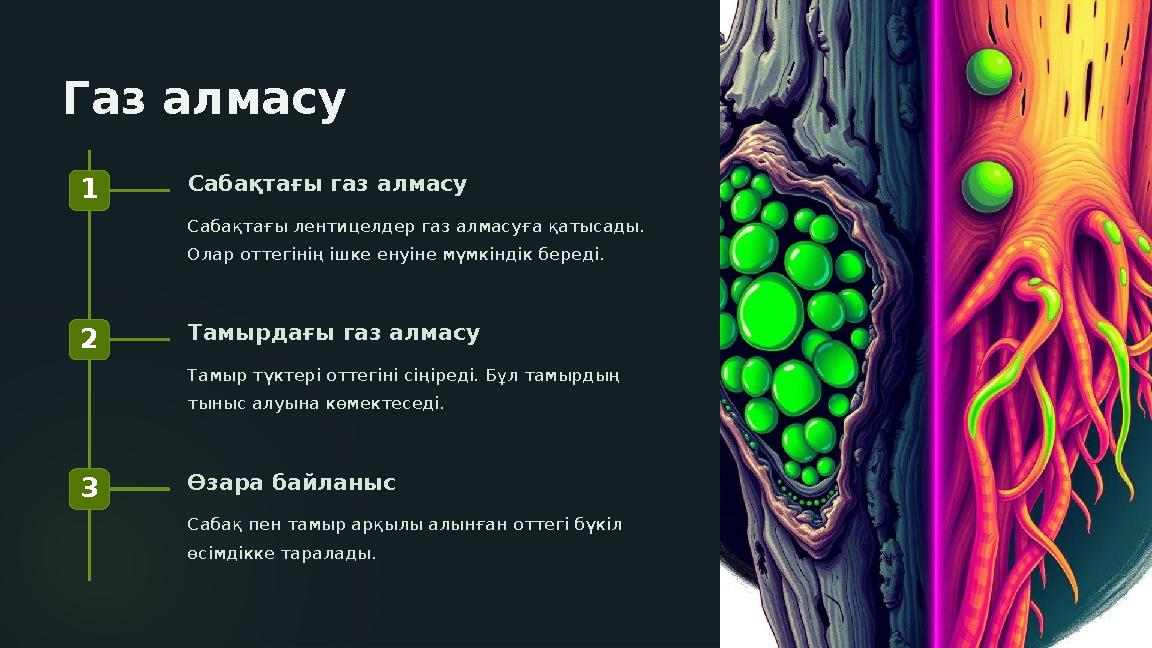 Газ алмасу 1 Сабақтағы газ алмасу Сабақтағы лентицелдер газ алмасуға қатысады. Олар оттегінің ішке енуіне мүмкіндік береді. 2