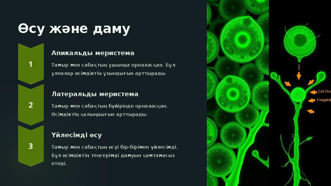 Өсу және даму Апикальды меристема Тамыр мен сабақтың ұшында орналасқан. Бұл ұлпалар өсімдіктің ұзындығын арттырады. Латеральды