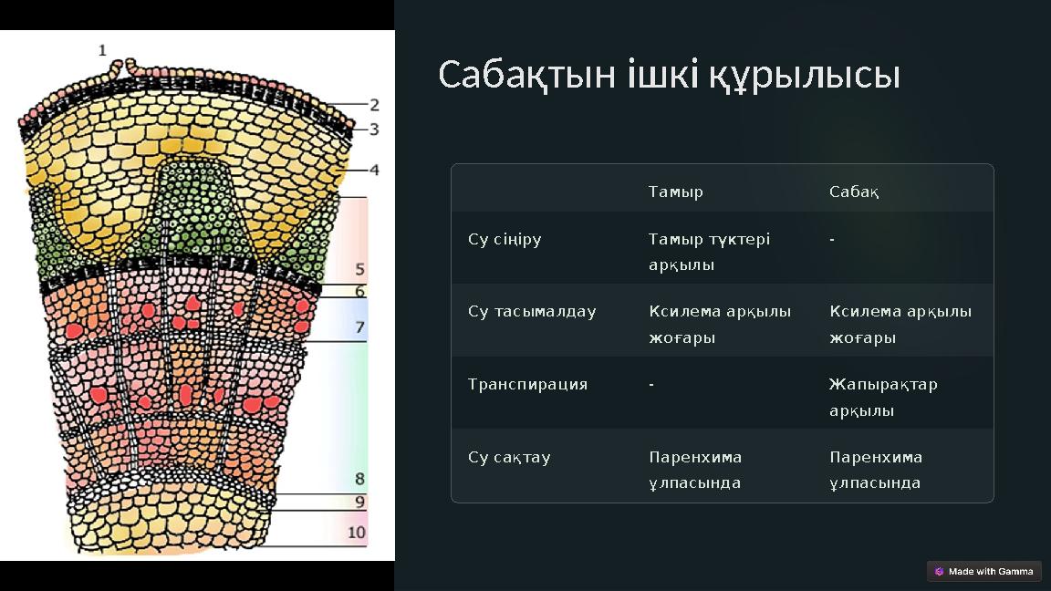 Тамыр Сабақ Су сіңіру Тамыр түктері арқылы - Су тасымалдау Ксилема арқылы жоғары Ксилема арқылы жоғары Транспирация - Жа