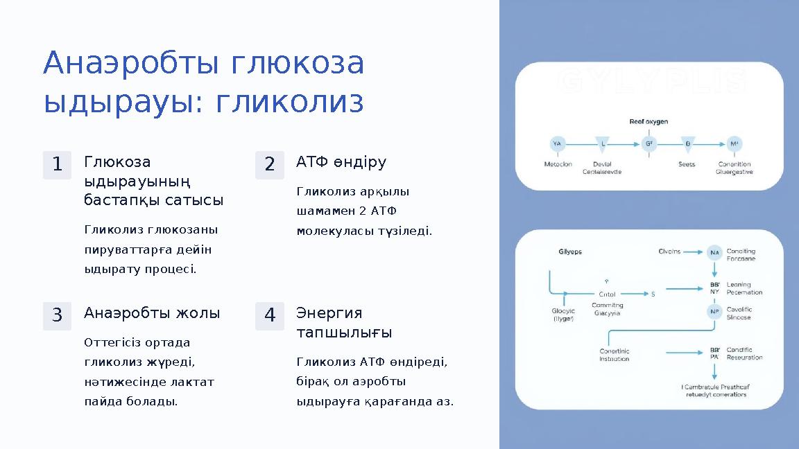 Анаэробты глюкоза ыдырауы: гликолиз 1Глюкоза ыдырауының бастапқы сатысы Гликолиз глюкозаны пируваттарға дейін ыдырату проце