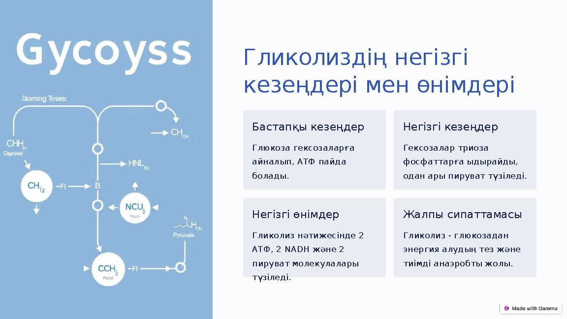 Гликолиздің негізгі кезеңдері мен өнімдері Бастапқы кезеңдер Глюкоза гексозаларға айналып, АТФ пайда болады. Негізгі кезеңдер