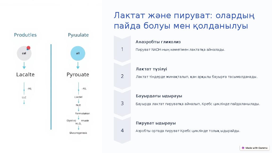 Лактат және пируват: олардың пайда болуы мен қолданылуы Анаэробты гликолиз Пируват NADH-ның көмегімен лактатқа айналады. Лактат