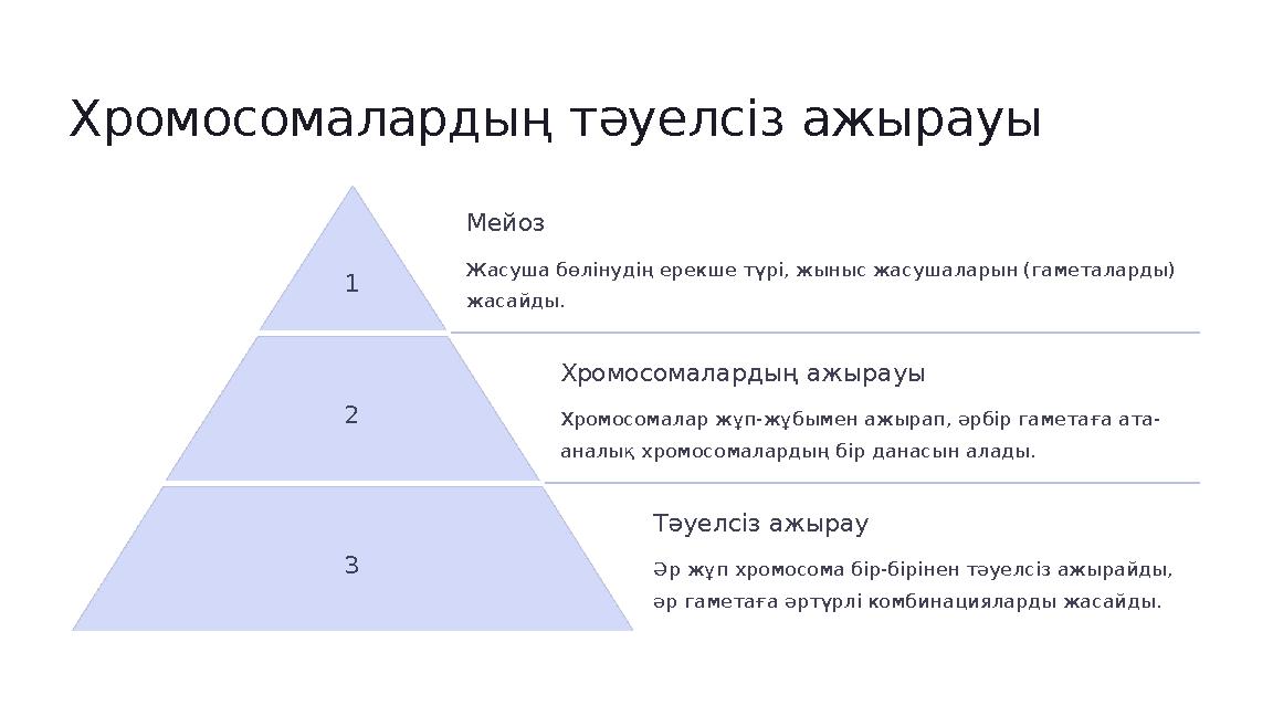 Хромосомалардың тәуелсіз ажырауы 1 Мейоз Жасуша бөлінудің ерекше түрі, жыныс жасушаларын (гаметаларды) жасайды. 2 Хромосомалард