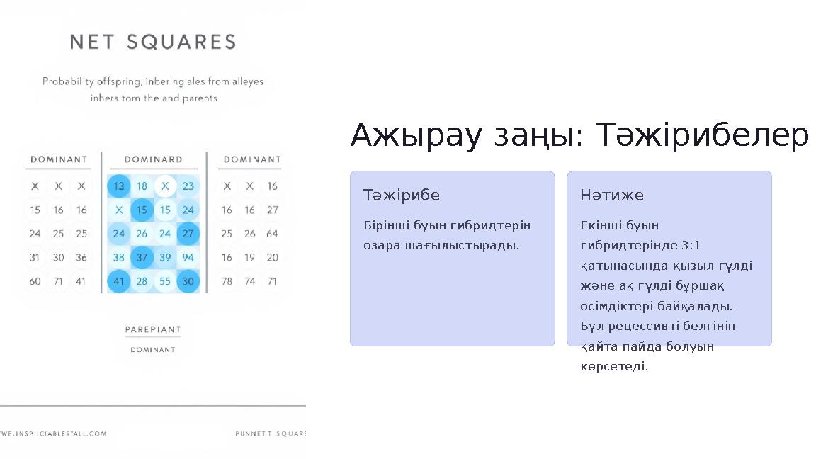 Ажырау заңы: Тәжірибелер Тәжірибе Бірінші буын гибридтерін өзара шағылыстырады. Нәтиже Екінші буын гибридтерінде 3:1 қатынасы