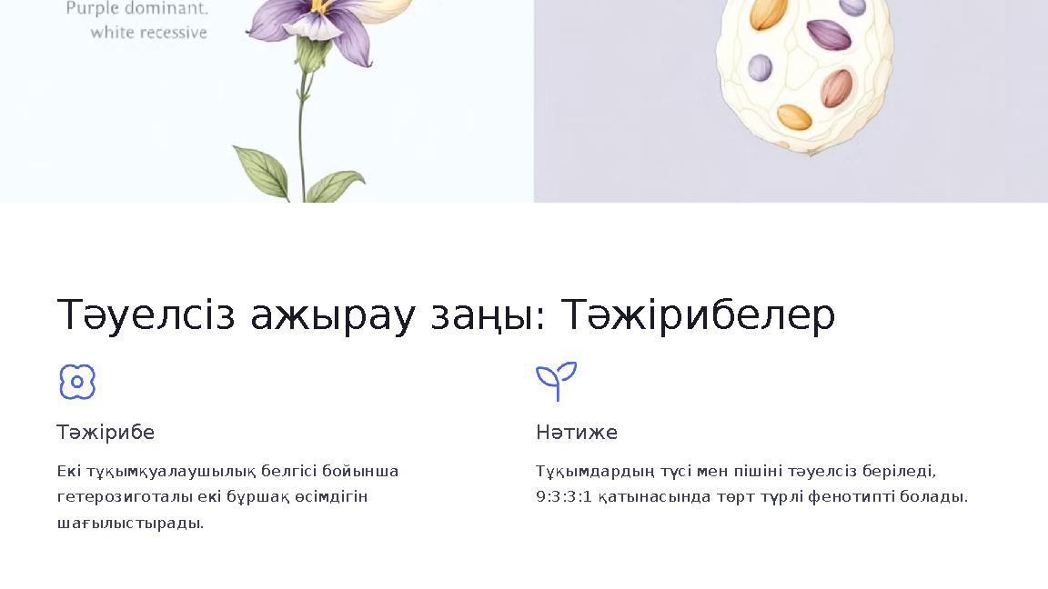 Тәуелсіз ажырау заңы: Тәжірибелер Тәжірибе Екі тұқымқуалаушылық белгісі бойынша гетерозиготалы екі бұршақ өсімдігін шағылыстыр