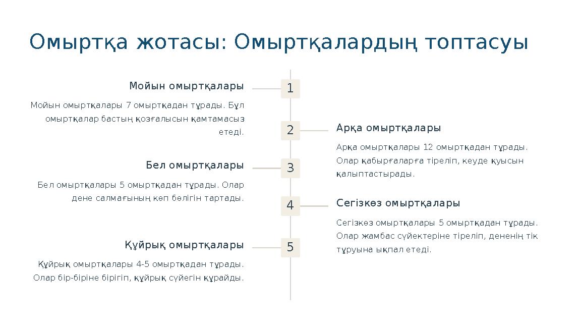Омыртқа жотасы: Омыртқалардың топтасуы 1 Мойын омыртқалары Мойын омыртқалары 7 омыртқадан тұрады. Бұл омыртқалар бастың қозғалы