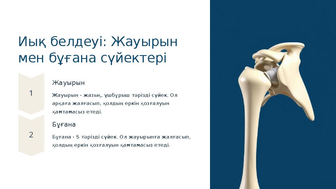 Иық белдеуі: Жауырын мен бұғана сүйектері Жауырын Жауырын - жазық, үшбұрыш тәрізді сүйек. Ол арқаға жалғасып, қолдың еркін қоз