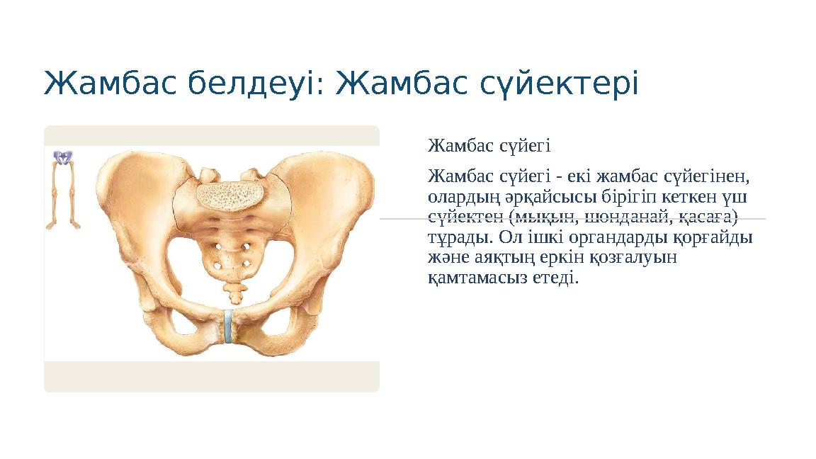Жамбас белдеуі: Жамбас сүйектері Жамбас сүйегі Жамбас сүйегі - екі жамбас сүйегінен, олардың әрқайсысы бірігіп кеткен үш сүйек