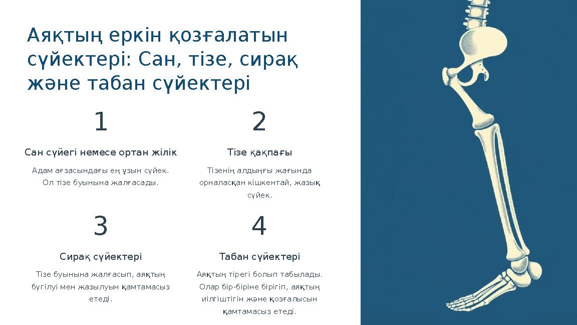 Аяқтың еркін қозғалатын сүйектері: Сан, тізе, сирақ және табан сүйектері 1 Сан сүйегі немесе ортан жілік Адам ағзасындағы ең ұ