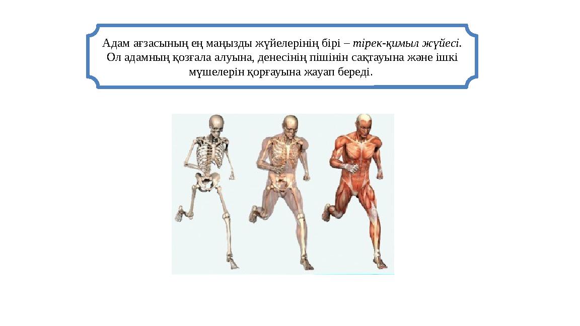 Адам ағзасының ең маңызды жүйелерінің бірі – тірек-қимыл жүйесі. Ол адамның қозғала алуына, денесінің пішінін сақтауына және іш