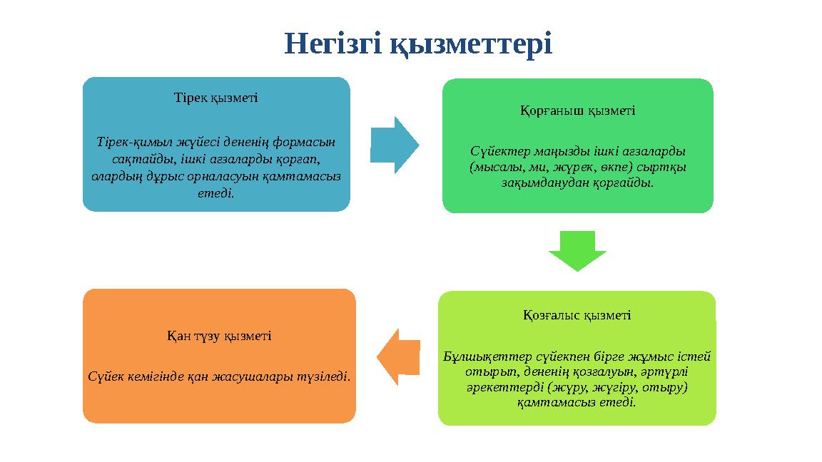 Негізгі қызметтері Тірек қызметі Тірек-қимыл жүйесі дененің формасын сақтайды, ішкі ағзаларды қорғап, олардың дұрыс орналасуын