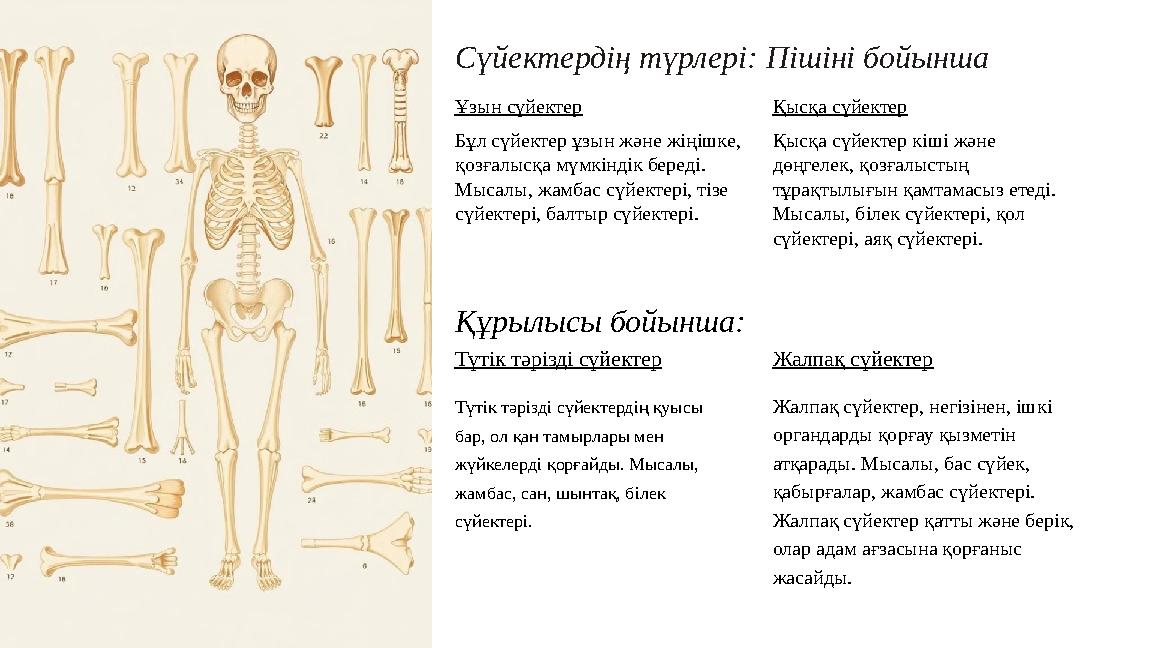 Сүйектердің түрлері: Пішіні бойынша Ұзын сүйектер Бұл сүйектер ұзын және жіңішке, қозғалысқа мүмкіндік береді. Мысалы, жамбас