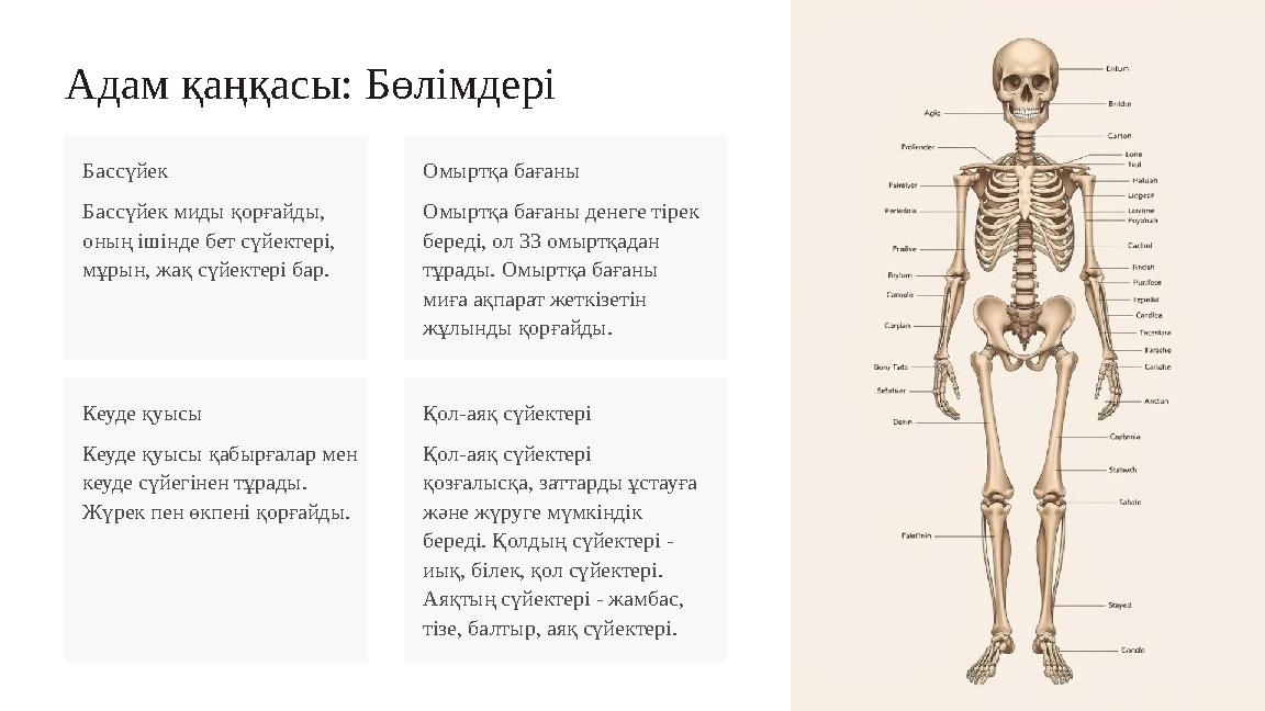 Адам қаңқасы: Бөлімдері Бассүйек Бассүйек миды қорғайды, оның ішінде бет сүйектері, мұрын, жақ сүйектері бар. Омыртқа бағаны О