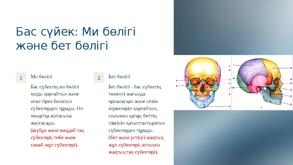 Бас сүйек: Ми бөлігі және бет бөлігі 1 Ми бөлігі Бас сүйектің ми бөлігі миды қорғайтын және оған тірек болатын сүйектерден т