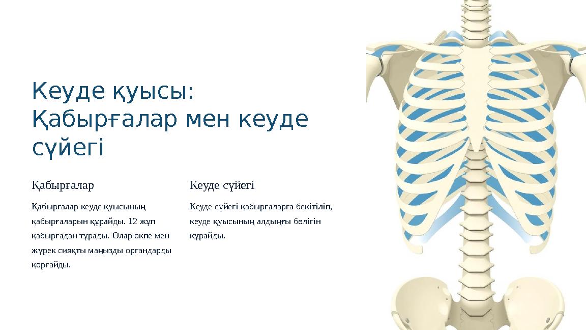 Кеуде қуысы: Қабырғалар мен кеуде сүйегі Қабырғалар Қабырғалар кеуде қуысының қабырғаларын құрайды. 12 жұп қабырғадан тұрады