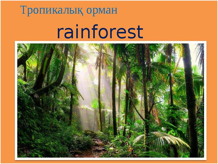 nhjgbxtcrbq Тропикалық орман rainforest