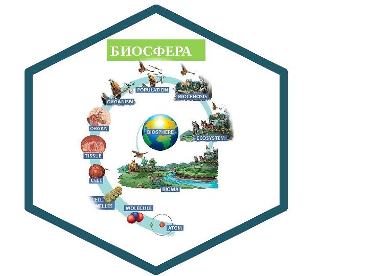 и р о м р БИОСФЕРА