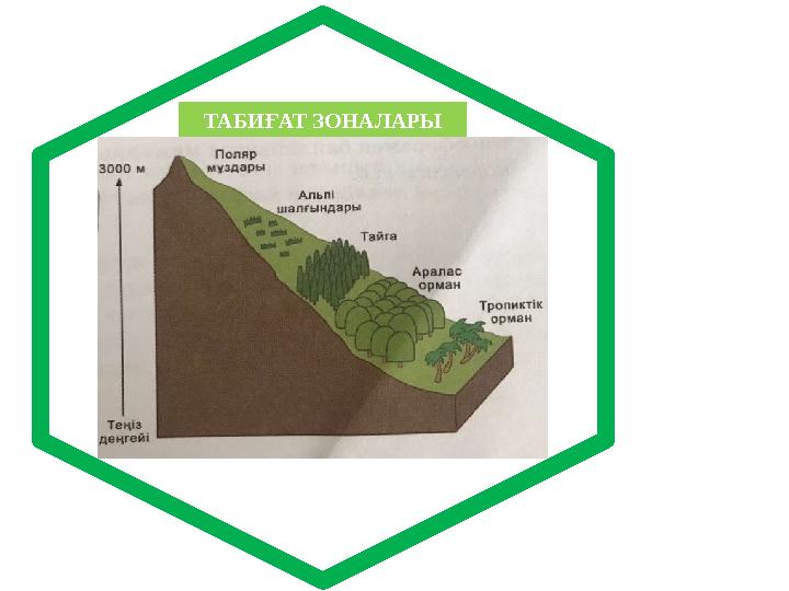 и р о м р ТАБИҒАТ ЗОНАЛАРЫ