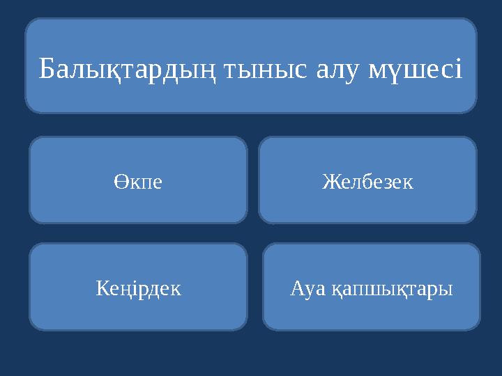 Балықтардың тыныс алу мүшесі Өкпе Кеңірдек Ауа қапшықтары Желбезек