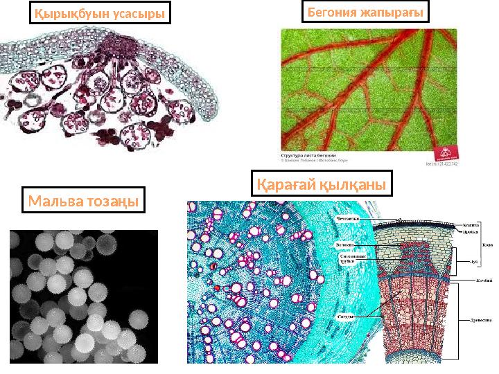 Қырықбуын усасыры Бегония жапырағы Мальва тозаңы Қарағай қылқаны