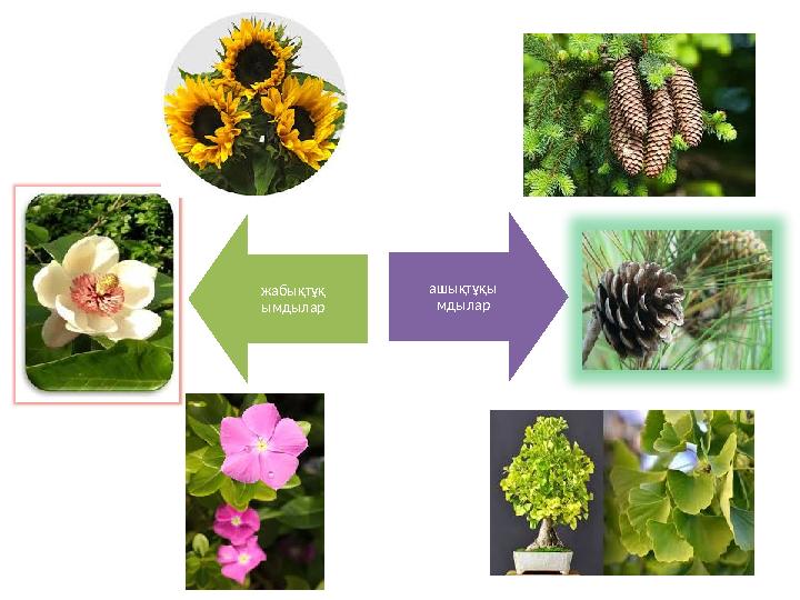 жабықтұқ ымдылар ашықтұқы мдылар