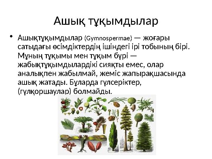 Ашық тұқымдылар •Ашықтұқымдылар (Gymnospermae) — жоғары сатыдағы өсімдіктердің ішіндегі ірі тобының бірі. Мұның тұқымы мен тұқ