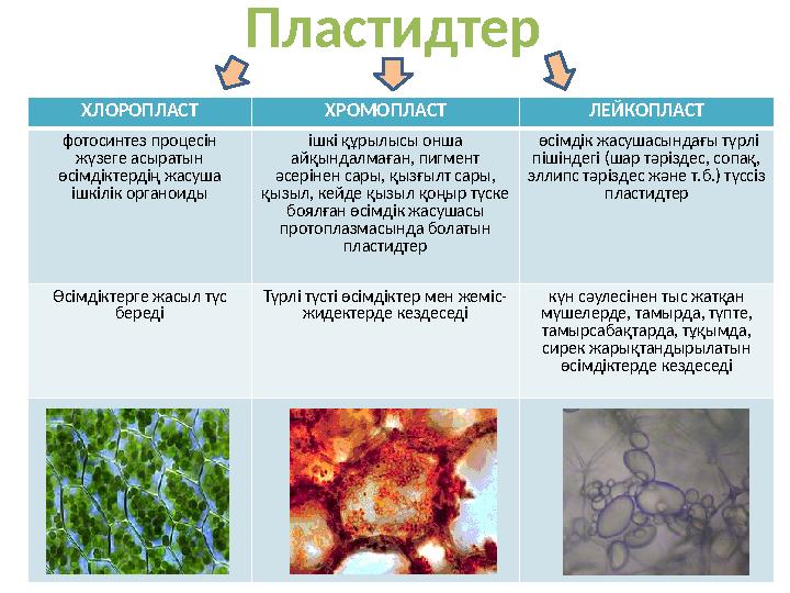 Пластидтер ХЛОРОПЛАСТ ХРОМОПЛАСТ ЛЕЙКОПЛАСТ фотосинтез процесін жүзеге асыратын өсімдіктердің жасуша ішкілік органоиды ішкі қ