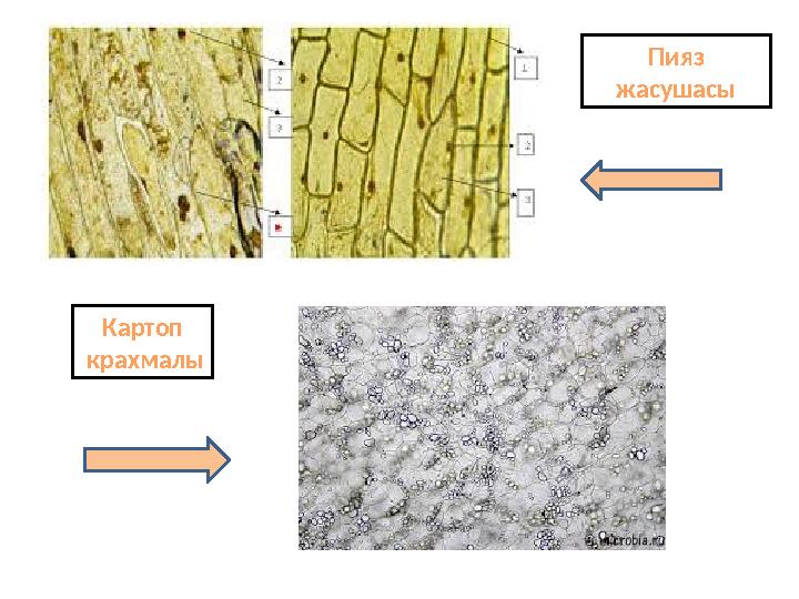 Пияз жасушасы Картоп крахмалы