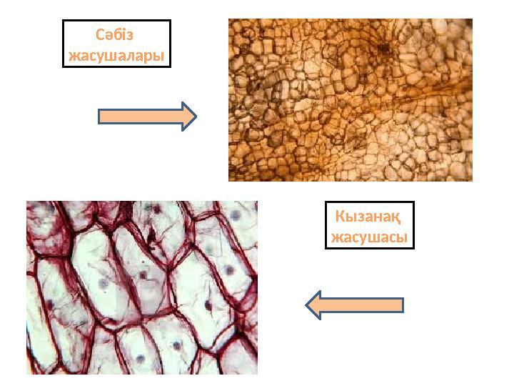 Сәбіз жасушалары Кызанақ жасушасы