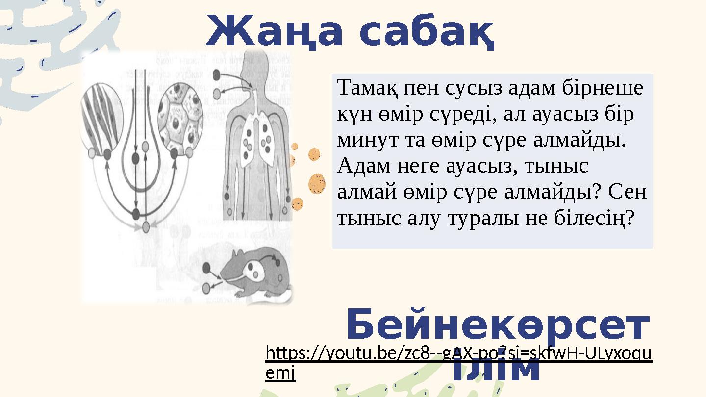 Жаңа сабақ Тамақ пен сусыз адам бірнеше күн өмір сүреді, ал ауасыз бір минут та өмір сүре алмайды. Адам неге ауасыз, тыныс а