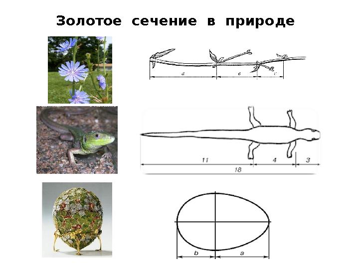 Золотое сечение в природе Золотое сечение в природе