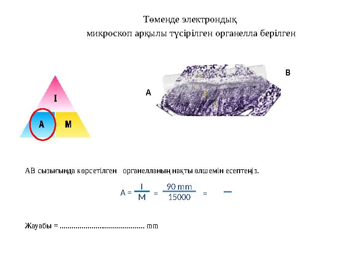 Төменде электрондық микроскоп арқылы түсірілген органелла берілген АВ сызығында көрсетілген органелланың нақты өлшемін есепте