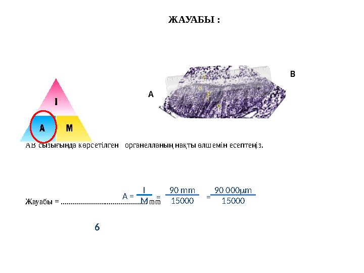 ЖАУАБЫ : АВ сызығында көрсетілген органелланың нақты өлшемін есептеңіз. Жауабы = .........................................