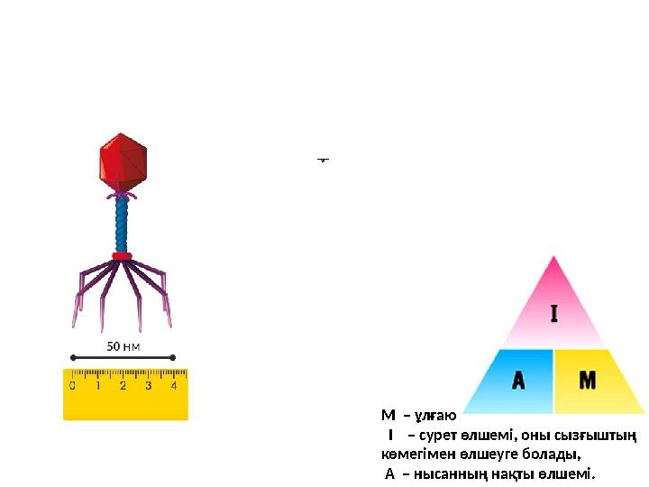 бак териофаг тың нақты өлшемі А = 50 нм I = 2нм М-? М – ұлғаю I – сурет өлшемі, оны сызғыштың көмегімен өлшеуге б