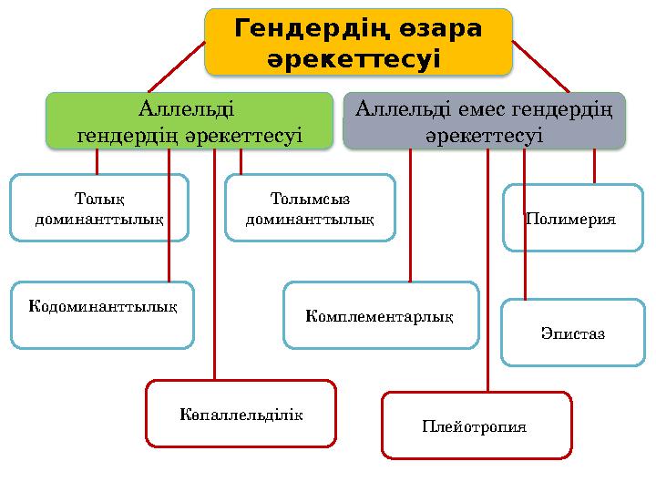 Гендердің өзара әрекеттесуі Аллельді гендердің әрекеттесуі Аллельді емес гендердің әрекеттесуі Толық доминанттылық Толымс Гендердің өзара әрекеттесуі Аллельді гендердің әрекеттесуі Аллельді емес гендердің әрекеттесуі Толық доминанттылық Толымс