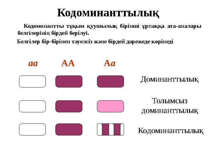 Кодоминанттылық Кодоминантты тұқым қуушылық бірінші ұрпаққа ата-аналары белгілерінің бірдей берілуі. Белгілер бір- Кодоминанттылық Кодоминантты тұқым қуушылық бірінші ұрпаққа ата-аналары белгілерінің бірдей берілуі. Белгілер бір-