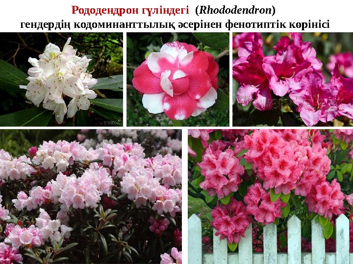 Рододендрон гүліндегі (Rhododendron) гендердің кодоминанттылық әсерінен фенотиптік көрінісі Рододендрон гүліндегі (Rhododendron) гендердің кодоминанттылық әсерінен фенотиптік көрінісі
