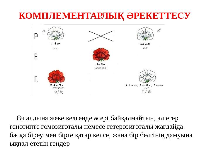 КОМПЛЕМЕНТАРЛЫҚ ӘРЕКЕТТЕСУ Өз алдына жеке келгенде әсері байқалмайтын, ал егер генотипте гомозиготалы немесе гетерозиготалы КОМПЛЕМЕНТАРЛЫҚ ӘРЕКЕТТЕСУ Өз алдына жеке келгенде әсері байқалмайтын, ал егер генотипте гомозиготалы немесе гетерозиготалы