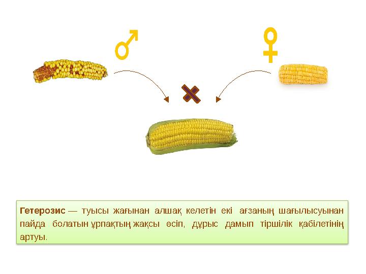 Гетерозис — туысы жағынан алшақ келетін екі ағзаның шағылысуынан пайда болатын ұрпақтың жақсы өсіп, дұрыс дамып тіршілік қабі