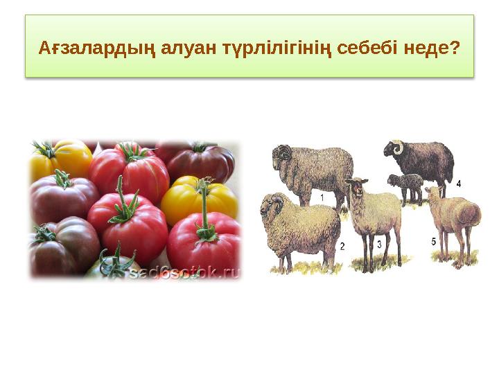 Ағзалардың алуан түрлілігінің себебі неде?